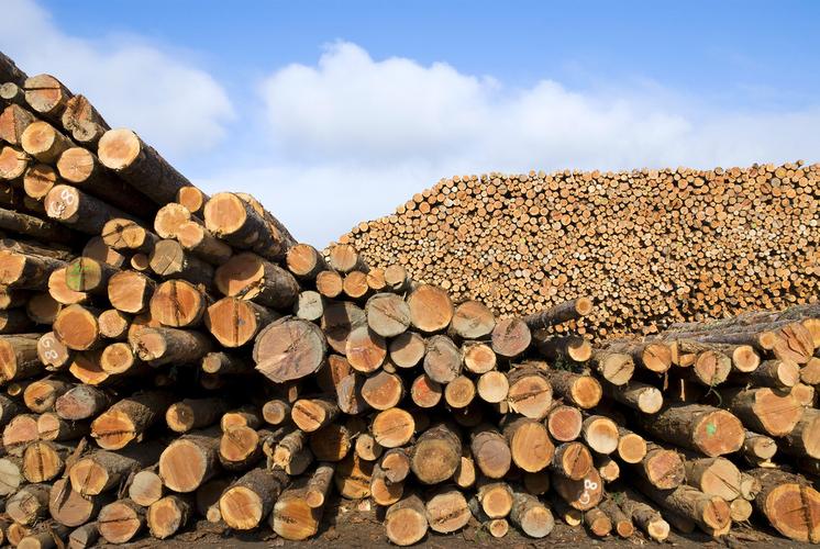 原木 防腐原木 厂家**优质白松板材 工地打桩木建筑板材批发-木材产业